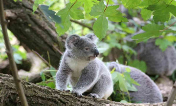 Wild koalas are being vaccinated against Chlamydia as it threatens the population