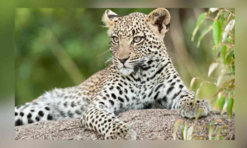 Parents fight leopard, snatch 3-year-old in UP