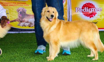 Dog show in Ooty to begin tomorrow