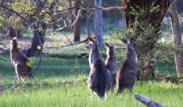 Woman survives on wine for five days after getting stranded in the Australian forest