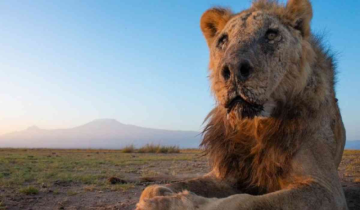 The oldest lion in Kenya, Loonkiito, lost his life by people