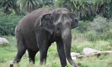 Four elephants electrocuted & killed near the Odisha border