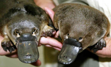 Australia : Platypus reintroduced to national park after 50-Year Absence