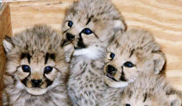 Two cheetah cubs died in MP's Kuno National Park