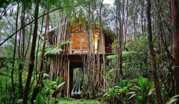 US man left his work to live in a treehouse in the Hawaiian forest