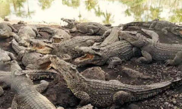 72-Year-Old Man in Cambodia Ripped Off by 40 Crocodiles