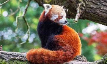 Red panda escapes Newquay Zoo, decides to walk around the town