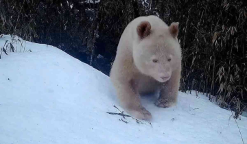 The world's only Albino panda was recorded in China's Wolong Nature Reserve