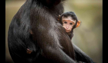 Chester zoo celebrates a rare Macaque monkey's birth