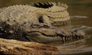 Virgin Birth? Crocodile creates History, impregnates herself at a zoo