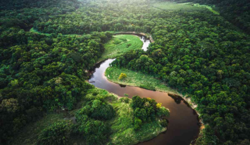 Four children lost in a plane crash, found alive after 40 days in Amazon Forest