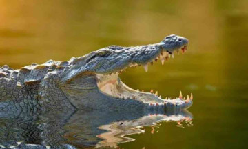 Teenagers death prompts villagers to beat crocodile to death with sticks on camera