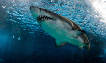 Shark that ate man on camera to be mummified In Egypt Museum