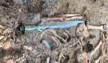 Germany unearthed a 3000 year old ceremonial sword