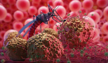 Study finds Cancer medication effective in combating malaria