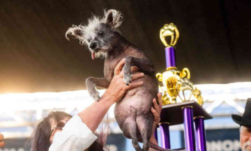 Scooter' wins World's Ugliest Dog title,  receives Rs 1.7 lakh cash prize