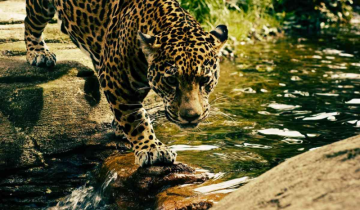 Vygr Goa: Leopard found dead in snare