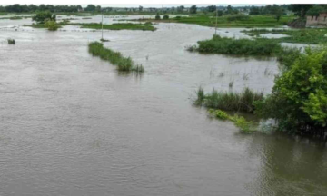 Vygr Goa: Heavy rains cause flooding in low-lying paddy fields of Fatorda