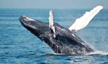 Floating Gold' worth $4.5 Mn found in Canary Island inside dead Whale