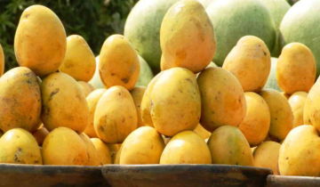 Delhi to host  32nd mango festival after three years