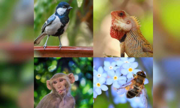 664 new animal species added to Indian faunal database, Kerala contributes more