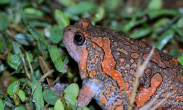 Vygr Maharashtra: Indian painted frog, a rare species found in Sangli