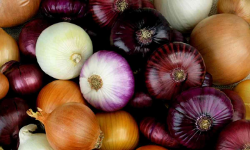 अब और आँसू नहीं, क्योंकि 'Tearless onions' ऑस्ट्रेलियाई सुपरमार्केट में लॉन्च  के लिए तैयार है