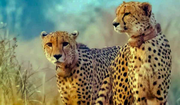 7th Cheetah died in Kuno National Park, Madhya Pradesh