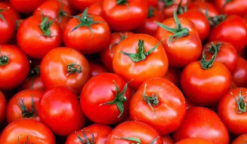 Tomatoes price drop! Centre to sell tomatoes at 90/kg