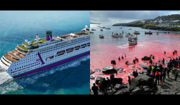 Faroe Islands cruise passengers witness the grisly massacre of 78 whales, cruise line apologises