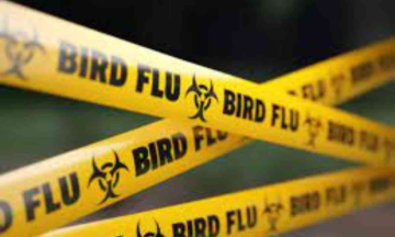 Poland : WHO reports high number of  bird flu cases in cats