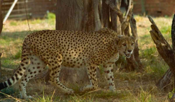 PM Modi to hold meeting today as three more Cheetahs found infested with maggots