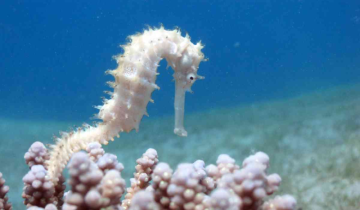 Repopulating the Ocean: Sydney Harbour sees mass release of Baby Seahorses