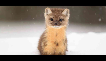 Thriving Pine Martens: A Population Boom in Galloway Forest Park