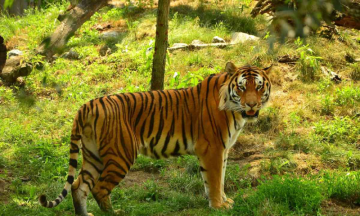 Vygr Goa :HC directs Goa govt to turn Mhadei into tiger reserve in 3 months