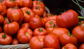 Tomatoes to remain expensive for 2 more months