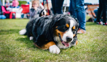 Which are the best dog shows in the world?
