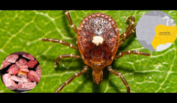 Alpha-Gal Syndrome: CDC alerts 450,000 in US to potential tick-linked meat allergy