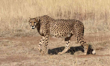 Like lambs to slaughter - 9th Cheetah Found Dead in Kuno