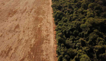 Tyranny stops in Amazon: Deforestation down by 60%