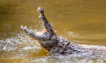 Crocodile attacks Costa Rican Soccer player, swims with the boy’s body in his teeth