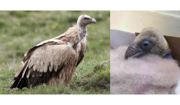 Endangered Himalayan vulture bred in captivity, a first in India at Assam State Zoo