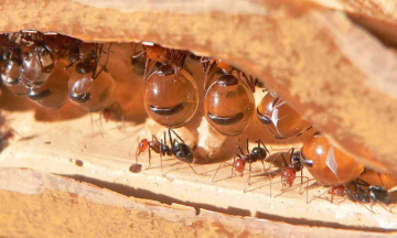 Australian Ant produces honey that can be used in antibiotics