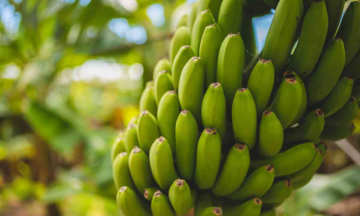 Green bananas can reduce cancer risk