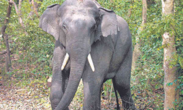 Elephant's head found floating in West Bengal