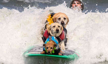 Pups on boards: Thousands flock to Californian beach for World Dog Surfing Championships 2023