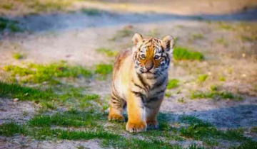 Female tiger cub found dead In Madhya Pradesh