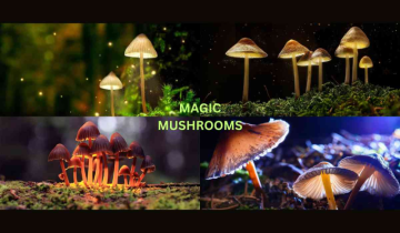 What are Magic Mushrooms, are they legal, and what are their consumption benefits?