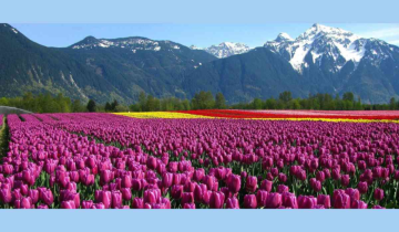 Blossoming Glory: Srinagar's Indira Gandhi Memorial Tulip Garden Enters World Book of Records