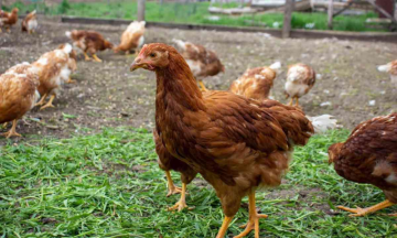 Jharkhand reports its first bird flu case with a 9-month-old patient